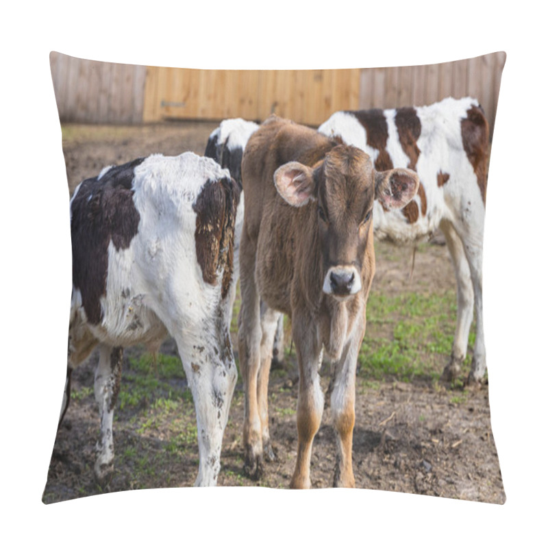 Personality  A Young Calf Stands Among Cows On An Eco-farm, Highlighting Natural Living And Sustainable Agriculture Practices In A Serene Outdoor Setting. Pillow Covers