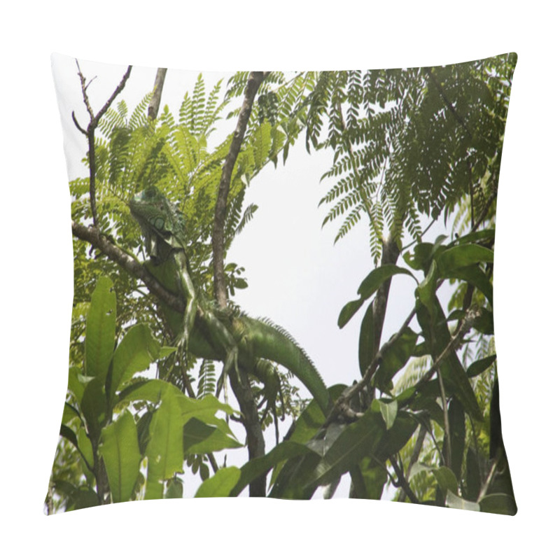 Personality  Lizard Animal, Iguana Reptile Pillow Covers