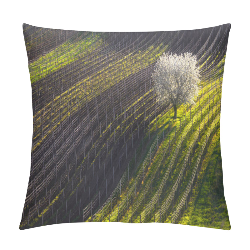 Personality  Strings Of Spring. The Beginning Of Spring And The First Flowering Tree. White Blossoming Apple-tree In The Background Of Lines Of Vineyards. Czech Republic. Pillow Covers