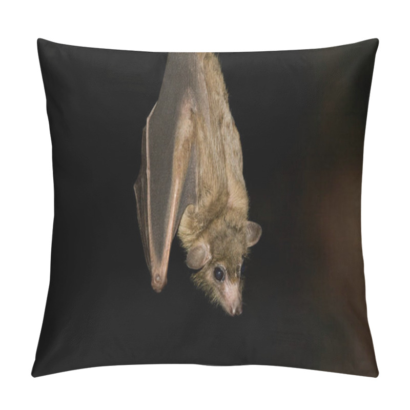 Personality  Egyptian Fruit Bat Over Black Background Pillow Covers