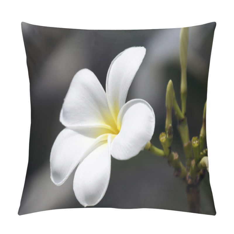 Personality  Paradise Frangipani. Flowers Of Borneo. Pillow Covers