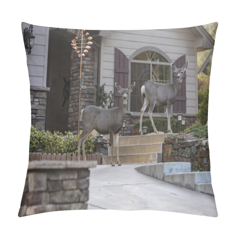 Personality  Two Deear Standing In Front Of A Residence In Prescott Arizona Early In The Morning Pillow Covers