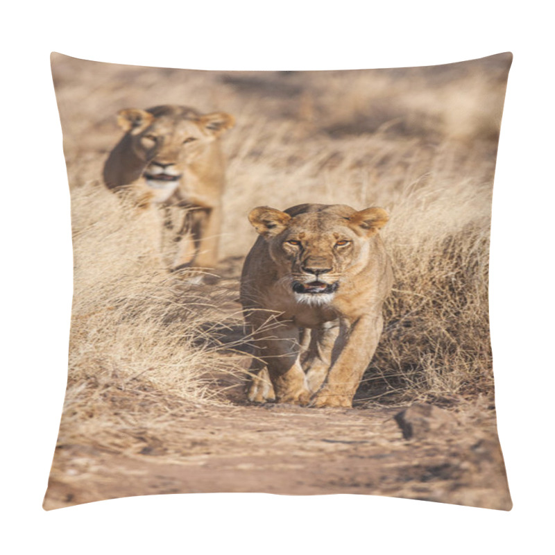 Personality  Two Lionesses Approach, Walking Straight Towards The Camera Pillow Covers