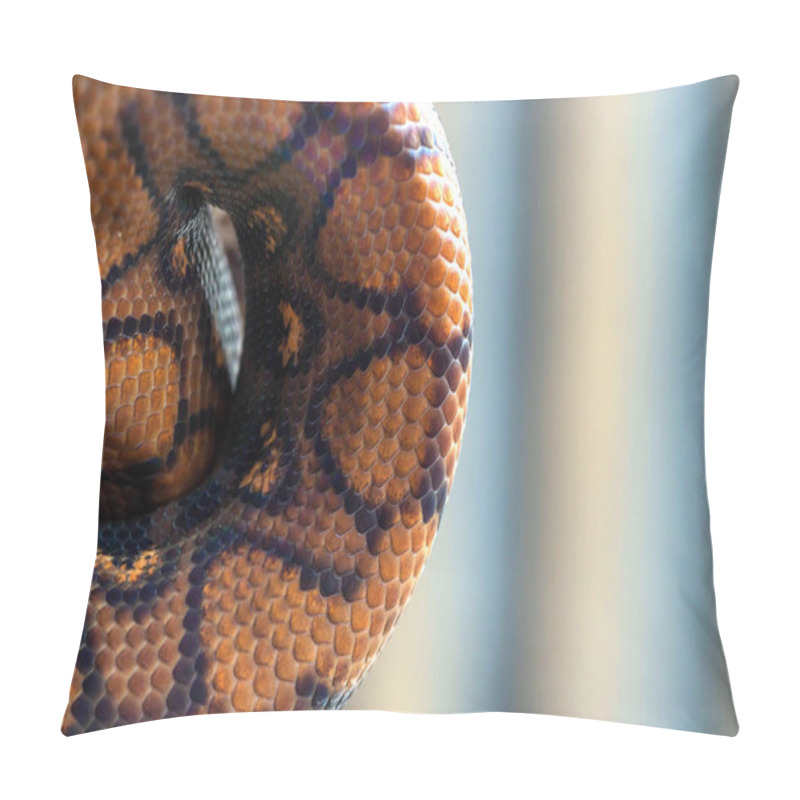 Personality  Python Curled Up In A Ball On Blurred Background. Snake Texture, Background, Macro  Pillow Covers