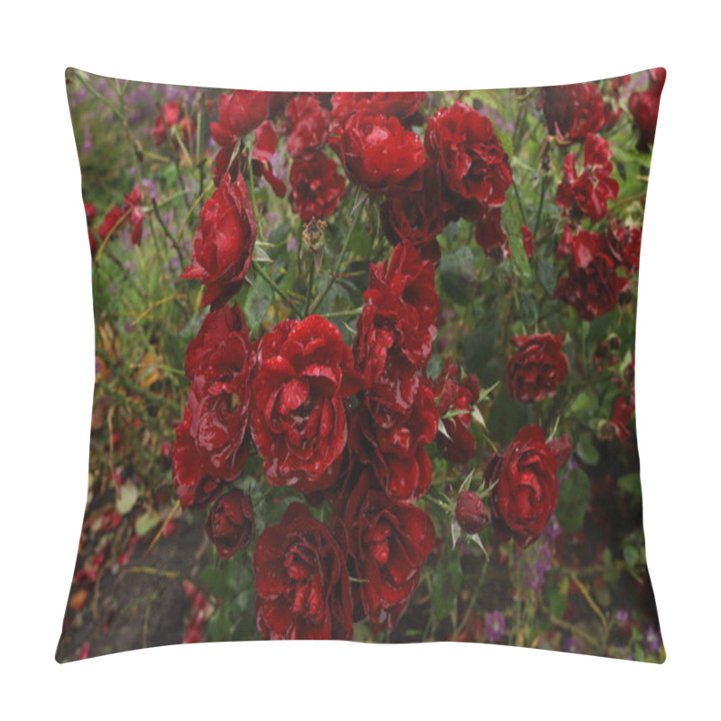 Personality  Beautiful Blood Red Roses In The Garden Under The Rain. Water Flows From The Petals. Rain Drops Like Crystals. Pillow Covers