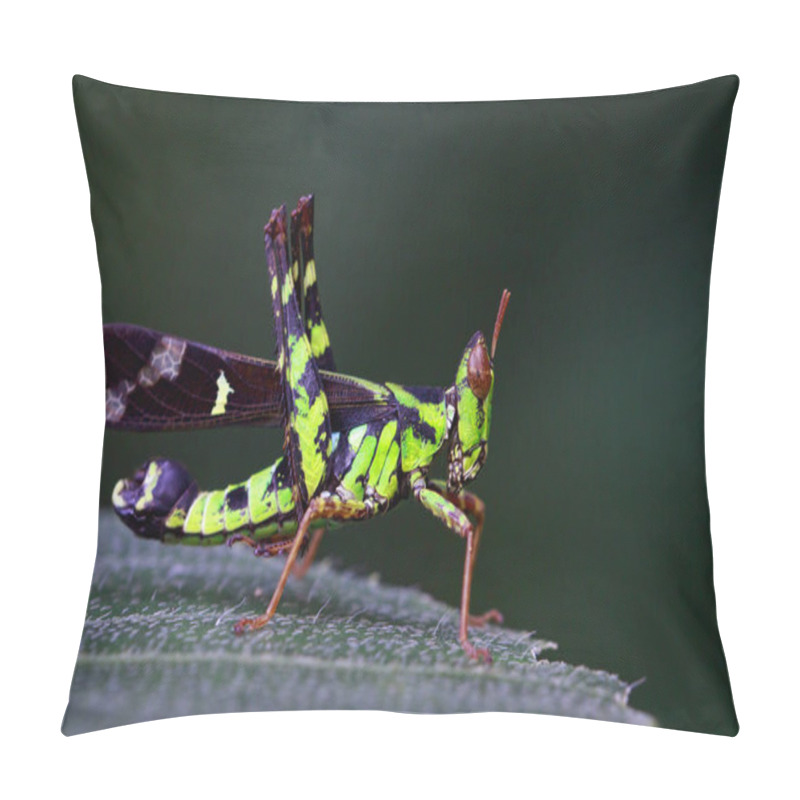 Personality  Image Of Conjoined Spot Monkey-grasshopper (male), Erianthus Ser Pillow Covers