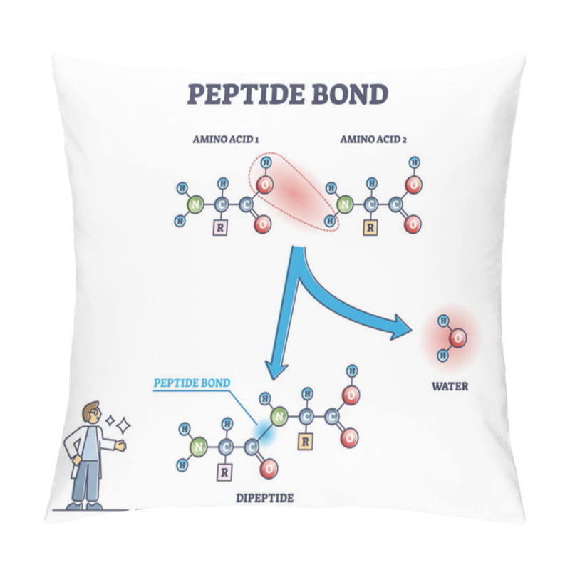 Personality  Peptide Bond As Amino Acids Formation In Protein Reaction Outline Diagram Pillow Covers