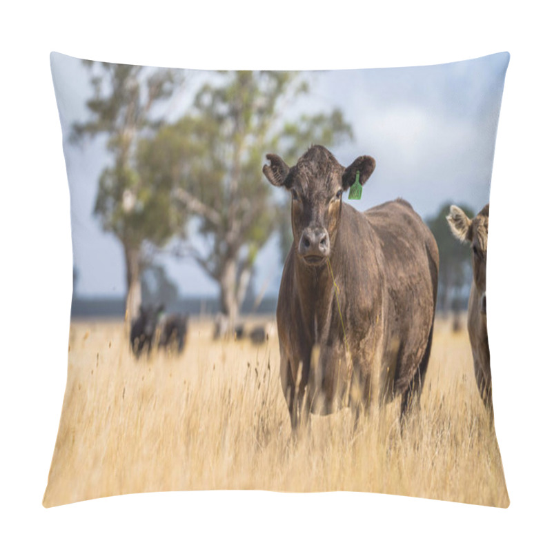 Personality  Close Up Of Stud Beef Bulls And Cows Grazing On Dry Grass In A Field, In Australia, During A Drought. In Summer Eating Hay And Silage. Breeds Include Speckled Park, Murray Grey, Angus, Brangus And Wagyu. Pillow Covers