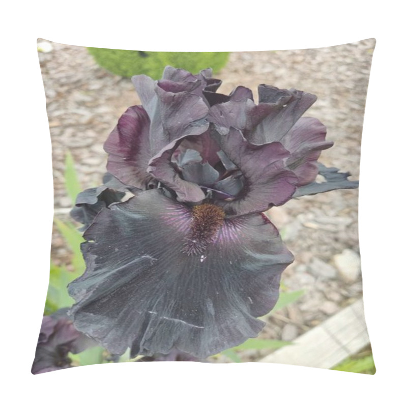 Personality  A Rare And Captivating Black Iris In Full Bloom, Its Dark, Velvety Petals Contrasting Beautifully With The Surrounding Green Leaves. Pillow Covers