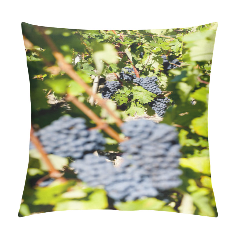 Personality  Blue Grape In Bordeaux Region, Aquitaine, France Pillow Covers