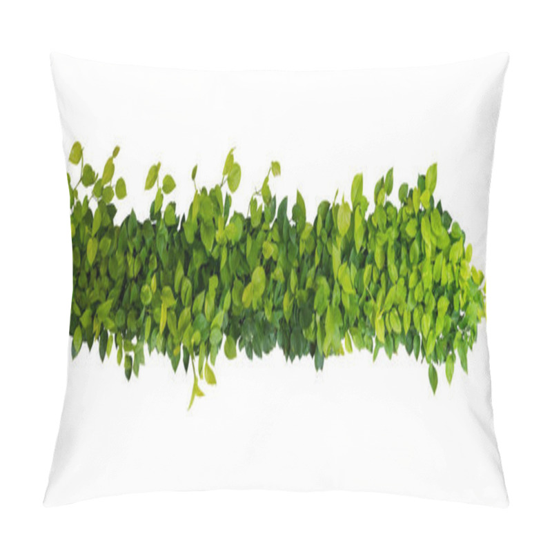 Personality  Heart Shaped Green Yellow Leaves Of Devil's Ivy Or Golden Pothos, Panoramic Top View Bush Isolated On White Background, Clipping Path Included. Pillow Covers