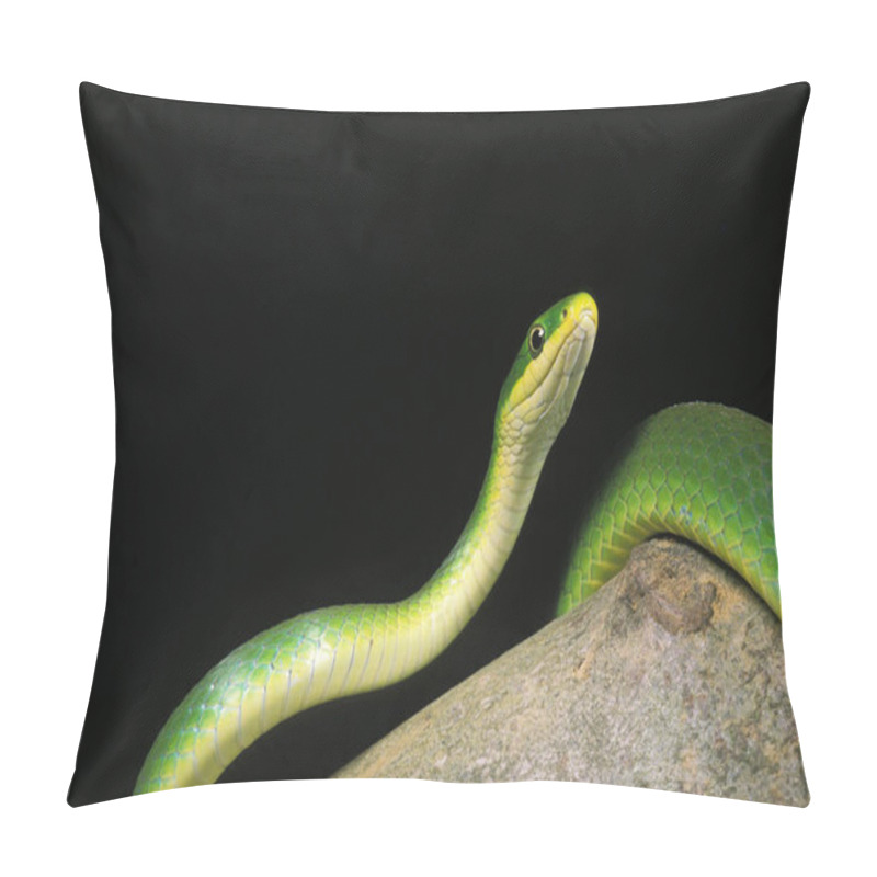 Personality  Green Snake, Opheodrys Major, Adult Standing On Branch Against Black Background   Pillow Covers