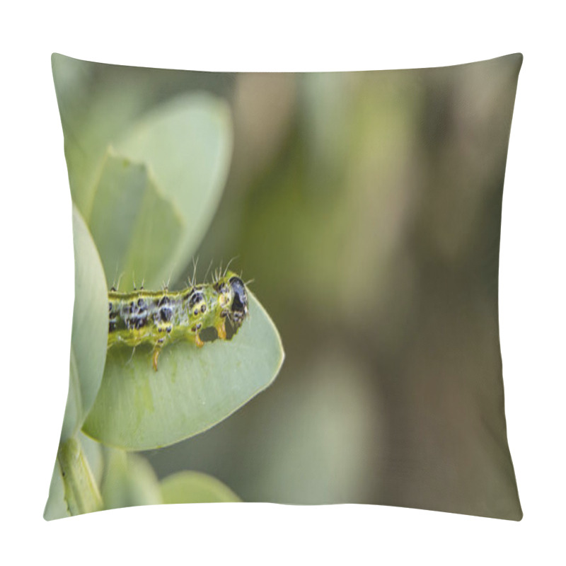 Personality  Cydalima Perspectalis As The Biggest Pest For Buxus. Pillow Covers