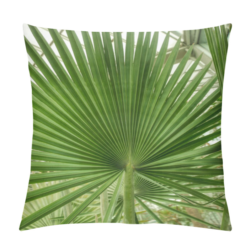 Personality  Beautiful Palm Leaves, Green Background, Closeup. Exotic Plant. Top View Palm Leaves Of Green Leaf Texture Pattern Background Green Concept, Copy Space For Your Text Pillow Covers