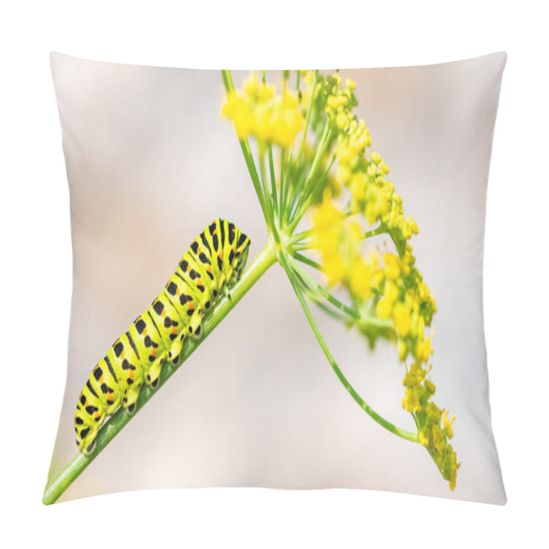 Personality  Caterpillar Of An Old World Swallowtail, Papilio Machaon On A Fennel Stem Pillow Covers