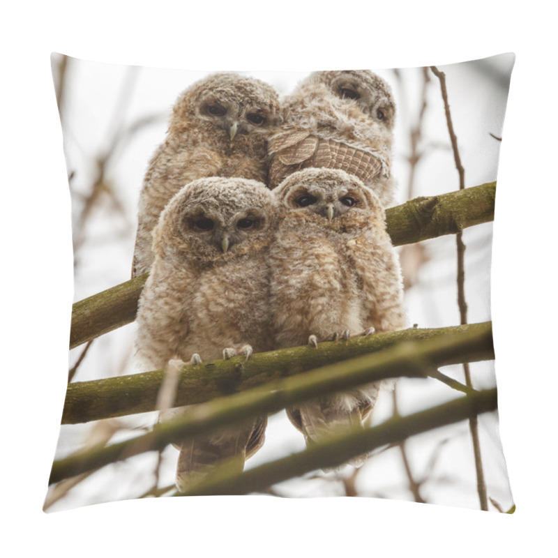 Personality  Tawny Owl Youngsters Pillow Covers