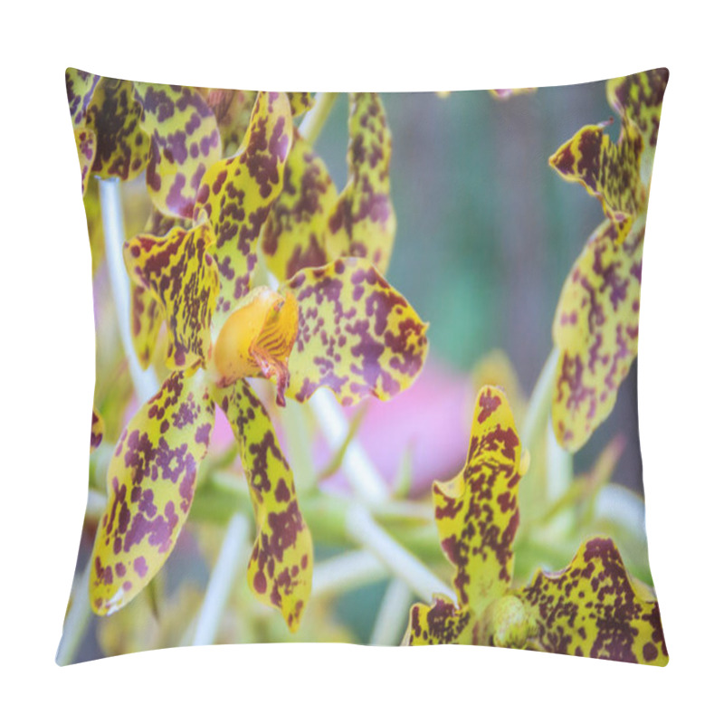 Personality  Beautiful Tiger Orchid Flower (Grammatophyllum Speciosum) In The Public National Park. Grammatophyllum Speciosum, Also Called Giant Orchid, Tiger Orchid, Sugar Cane Orchid Or Queen Of The Orchids. Pillow Covers