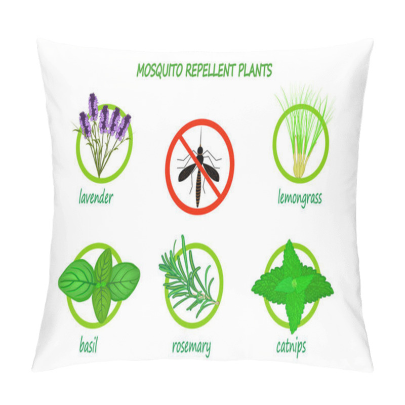 Personality  Mosquito Repellent Plants Infographic Isolated On White Background.   Plants To Use As A Natural Mosquito Repellent. Lavender, Citronella, Basil, Rosemary And Catnip. Stock Vector Illustration. EPS 10 Pillow Covers