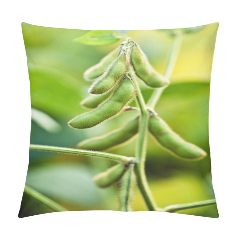 Personality  Soybean Plant Close Up In Field Pillow Covers