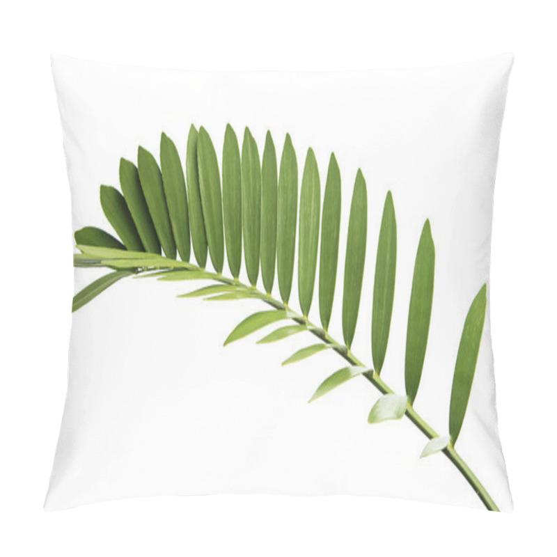 Personality  Cardboard Palm Or Zamia Furfuracea Or Mexican Cycad Leaf  Isolated On White Background, With Clipping Path Pillow Covers