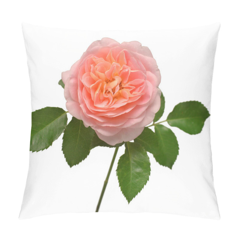 Personality  Orange English Rose Of David Austin Isolated On White Background. Macro Flower. Wedding Card, Bride. Greeting. Summer. Spring. Flat Lay, Top View. Love. Valentine's Day Pillow Covers