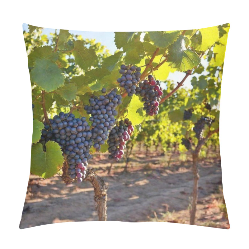 Personality  A High-resolution Ultrarealistic Image Showcases A Sunlit Vineyard. Digital Artwork Captures Clusters Of Plump, Dark Purple Grapes Hanging From Lush Green Vines. The Early Evening Sun Bathes The Scene In Warm, Golden Hues, Creating An Ethereal Glow Pillow Covers