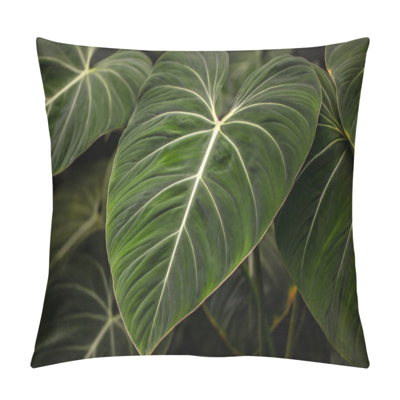 Personality  View Of Tropical Philodendron Melanochrysum Plant. Photography Of Lively Nature. Pillow Covers