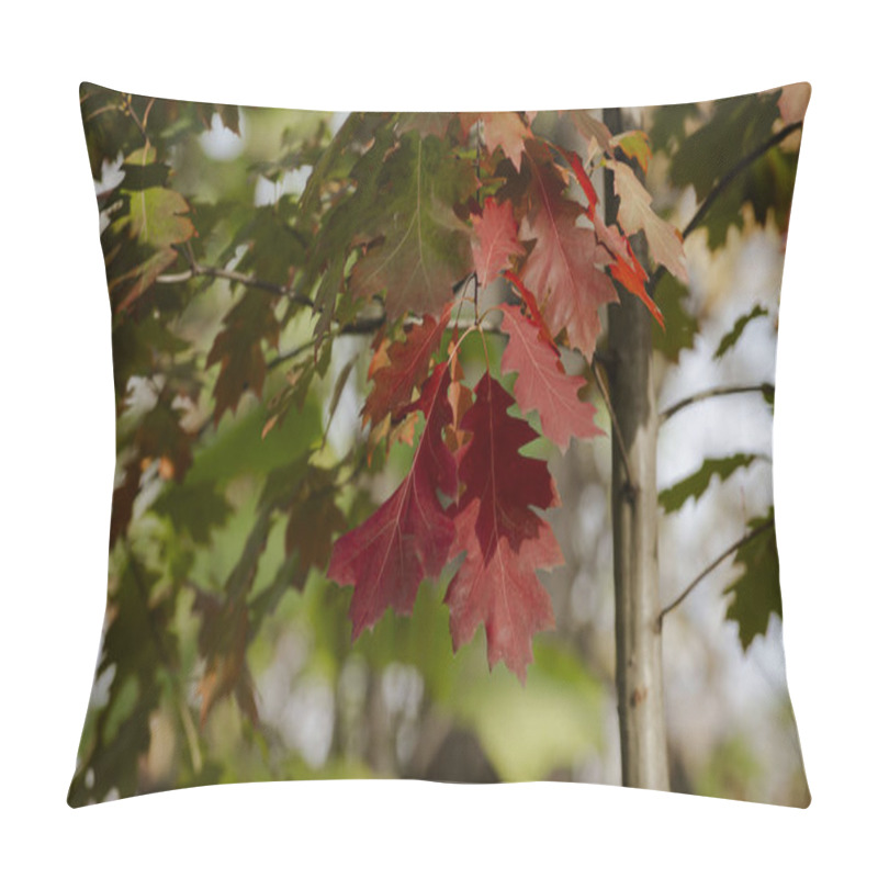 Personality  Red Autumn Leaves On Tree. Autumn Leaf. Orange Red Leaf Autumn Background. Autumnal Forest Background. Nature Background. Orange Leaf In Blue Sky. Autumn Leaves Plants Backdrop Pillow Covers