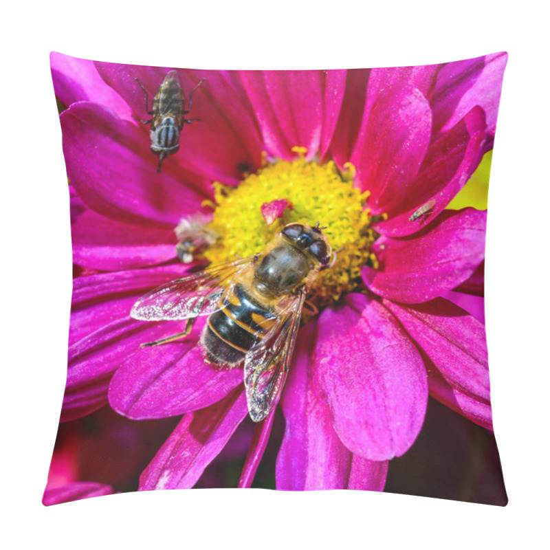 Personality  Batman Hoverfly - Myathropa Florea,  Flower Fly Hoverfly Collects Nectar On Autumn Flowers Chrysanthemum In The Garden Pillow Covers