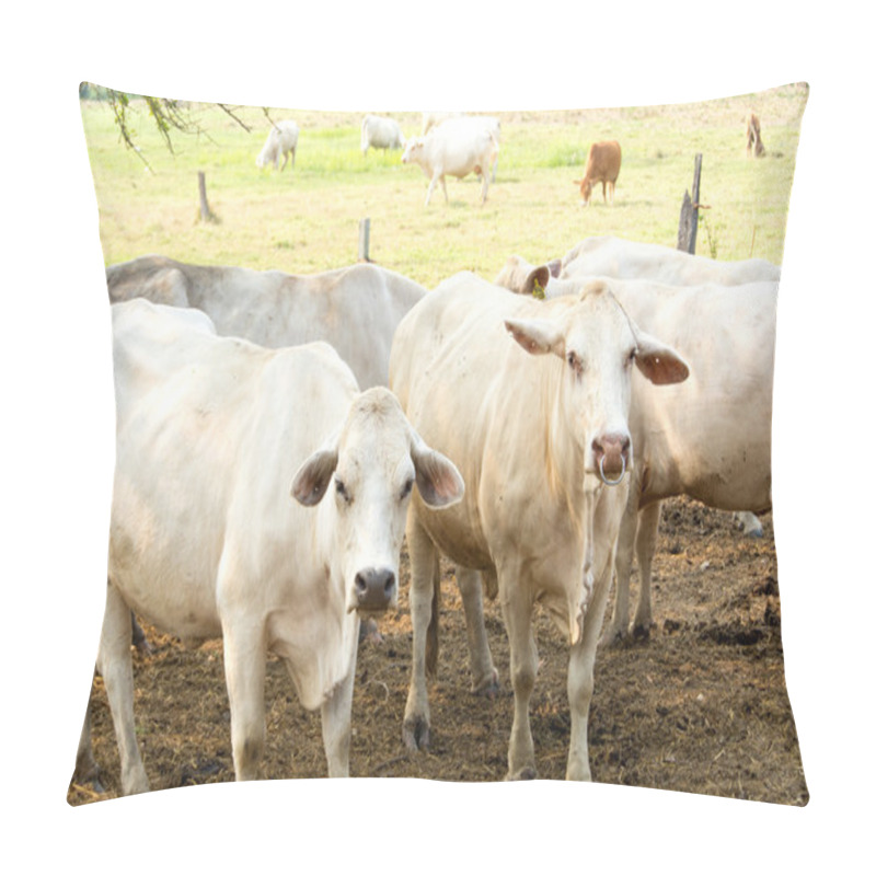 Personality  Brahman Cow Pillow Covers