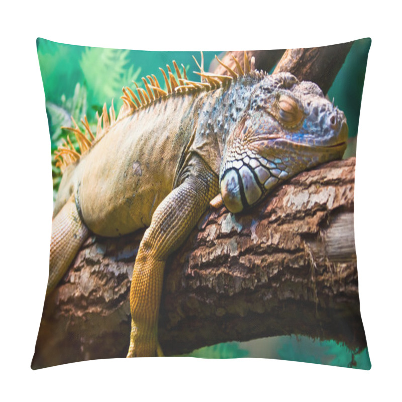 Personality  Close Up Of The Iguana  Pillow Covers