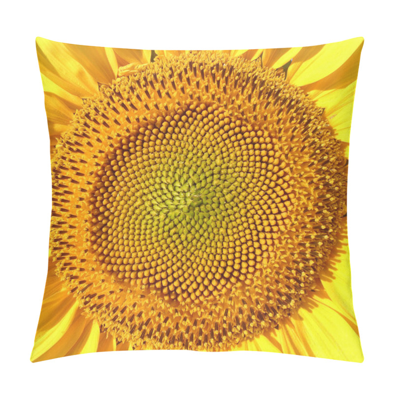 Personality  Sunflower Macro Shot Pillow Covers