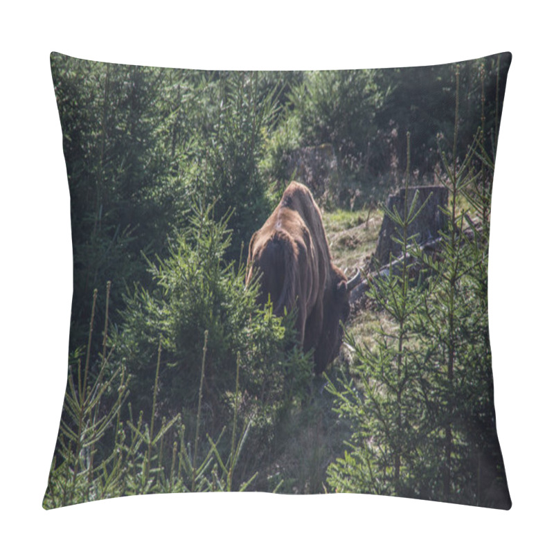 Personality  Flock Of Bison In The Forests Of The Rothaar Mountains Pillow Covers