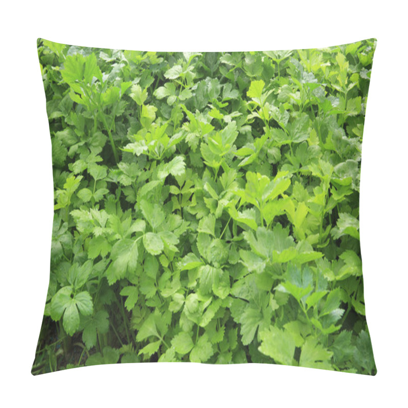 Personality  Green Celery In Growth  Pillow Covers