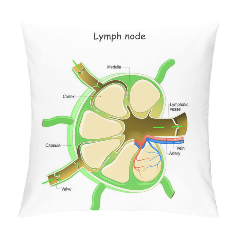 Personality  Lymph Node Anatomy. Labeled Diagram Showing The Flow Of Lymph. Afferent And Efferent Vessels. Vector Illustration Pillow Covers