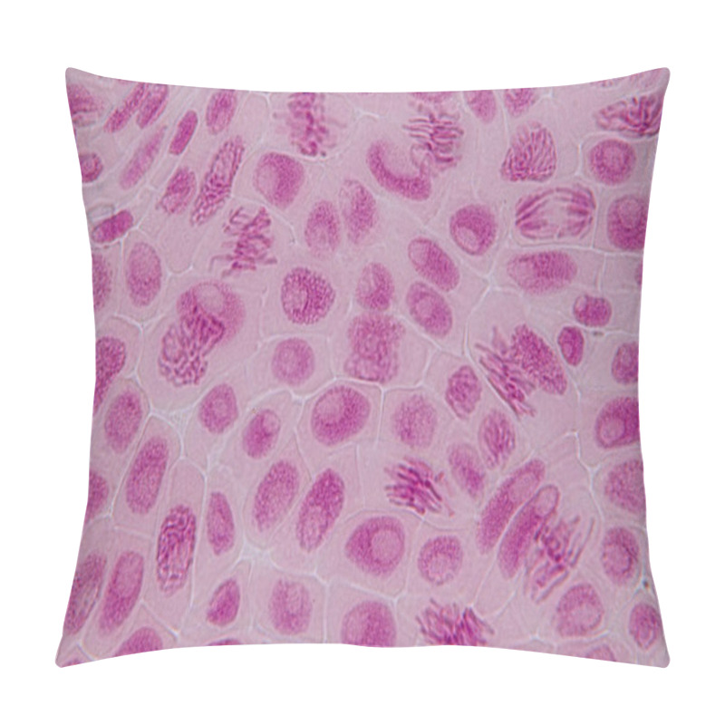 Personality  Root Tip Of Onion And Mitosis Cell In The Root Tip Of Onion Under A Microscope. Pillow Covers