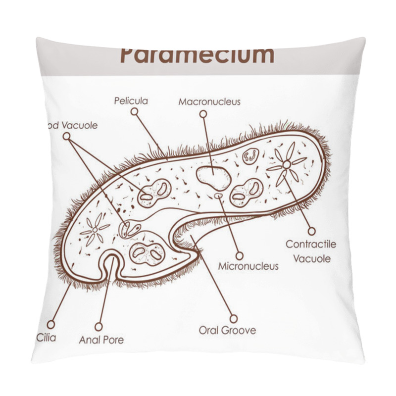 Personality  The Structure Of Paramecium Saudatum Pillow Covers