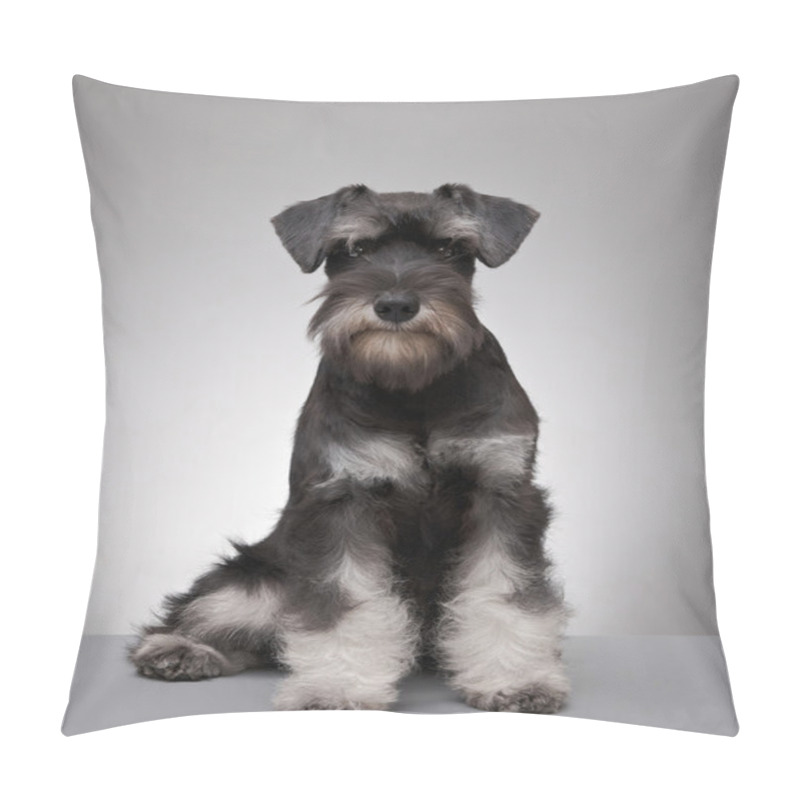 Personality  Five Month Old Miniature Schnauzer Puppy Pillow Covers