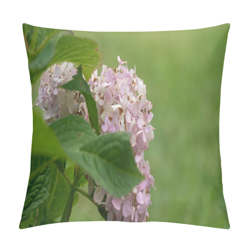 Personality  A Closeup Shot Of A Hydrangeas Flowers In A Green Big Park Pillow Covers