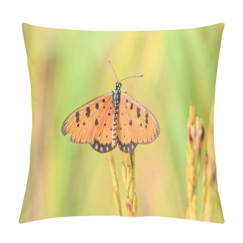 Personality  Acraea Terpsicore Ortawny Coster Butterfly. Lt Is A Small Leathery-wingedbutterfly. Butterfly Sitting On The Paddy Plants.  It Belongs To TheNymphalidaeor Brush-footed Butterfly Family. Pillow Covers