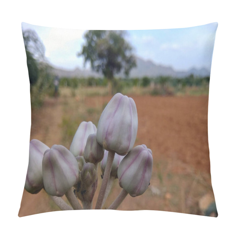 Personality  A Closeup Of A Cluster Of Calotropis Procera Buds, Commonly Known As Milkweeds, Apple Of Sodom Or Sodom Apple. The Buds Are A Pale Green Color With Purple Stripes, Showcasing Their Unique Appearance. Pillow Covers