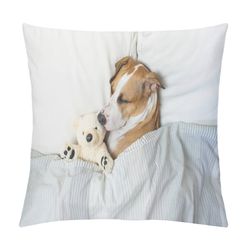 Personality  Cute Dog Sleeping In Bed With A Fluffy Toy Bear, Top View. Staffordshire Terrier Puppy Resting In Clean White Bedroom At Home Pillow Covers