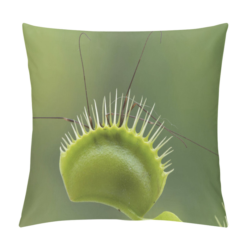 Personality  Side View Of A Trap Of A Green Venus Flytrap Carnivorous Plant (Dionaea Muscipula) That Has Captured A Harvestman Or Daddy Longlegs (Opilione). The Legs Of The Harvestman Sticking Out Pillow Covers