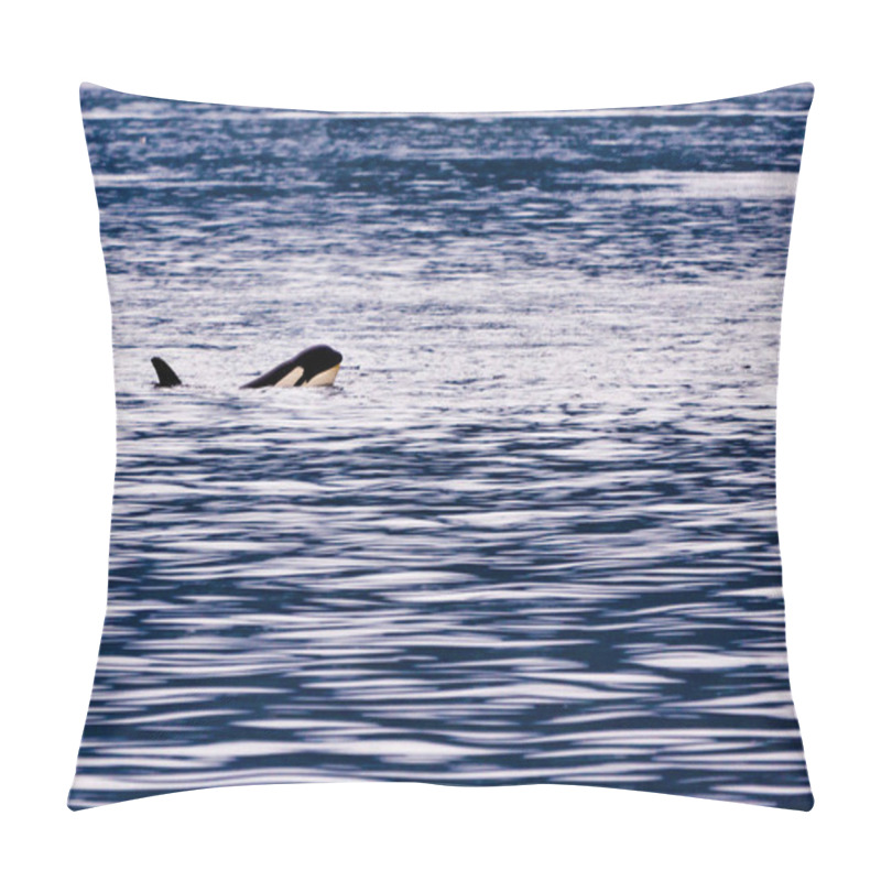 Personality  Orcas In The Johnstone Straight, British Columbia Pillow Covers