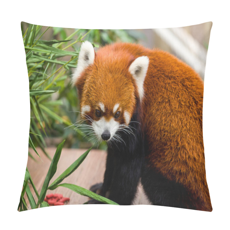 Personality  Red Panda Sitting On Table Pillow Covers