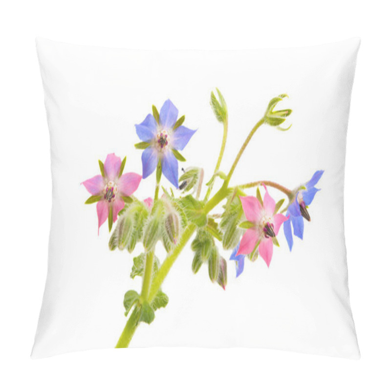 Personality  Borage Isolated On White Background Pillow Covers