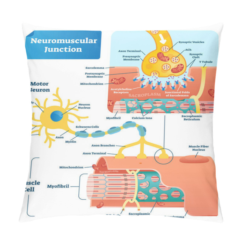 Personality  Neuromuscular Junction Vector Illustration Scheme. Labeled Cell Infographic Pillow Covers