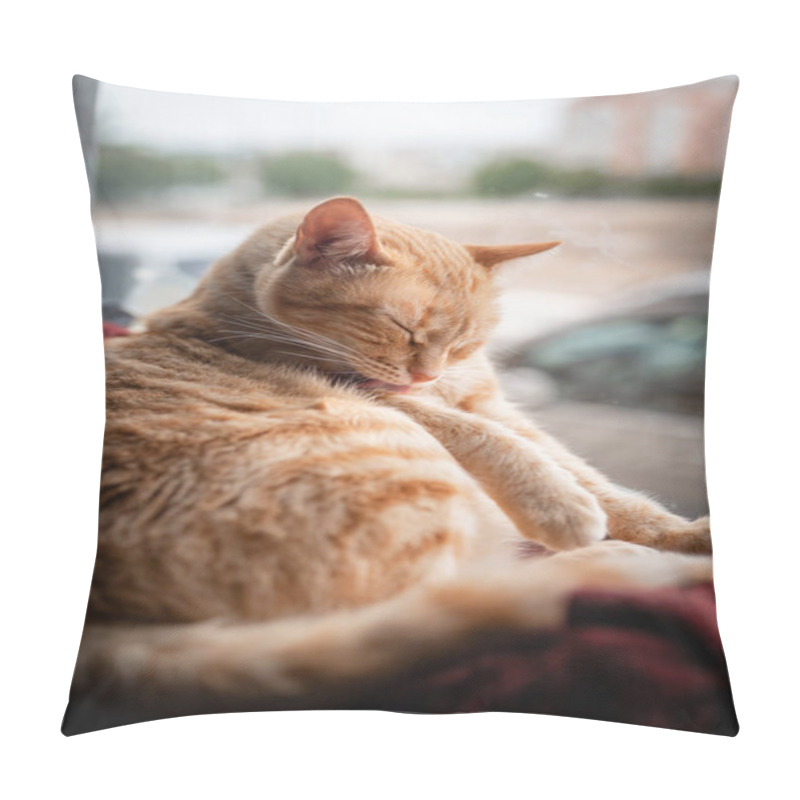 Personality  Vertical Composition. Brown Tabby Cat With Green Eyes Sitting On A Hammock By The Window Pillow Covers