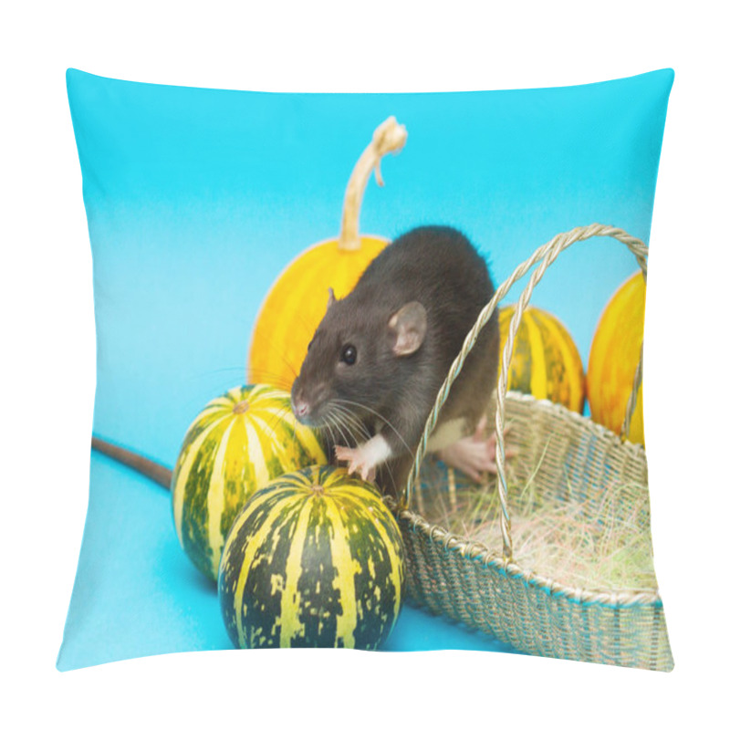 Personality  The Black Fluffy Rat Is A Symbol Of 2020. The Animal Sits In A Wicker Basket. Nearby On A Blue Background Are Decorative Pumpkins Pillow Covers