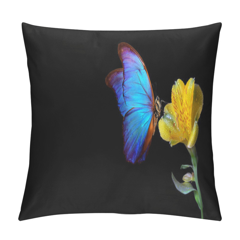 Personality  Bright Blue Tropical Morpho Butterfly On Yellow Freesia Flower In Dew Drops Isolated On Black. Copy Space Pillow Covers